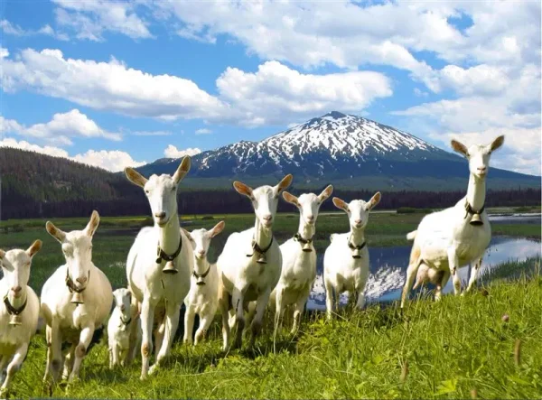 Saanen goats