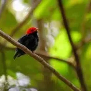 Red-headed