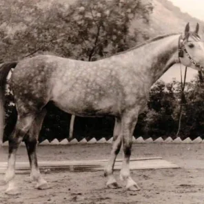 Pawodok