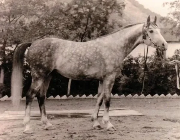 Pawodok