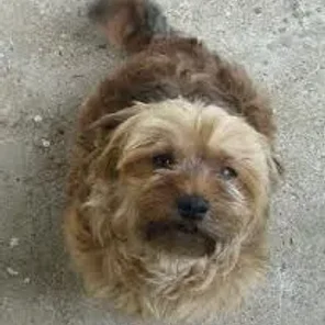 Havashire (Designer Dog)