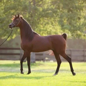 MARWAN AL SHAQAB