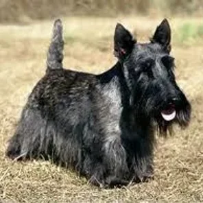 Scottish Terrier