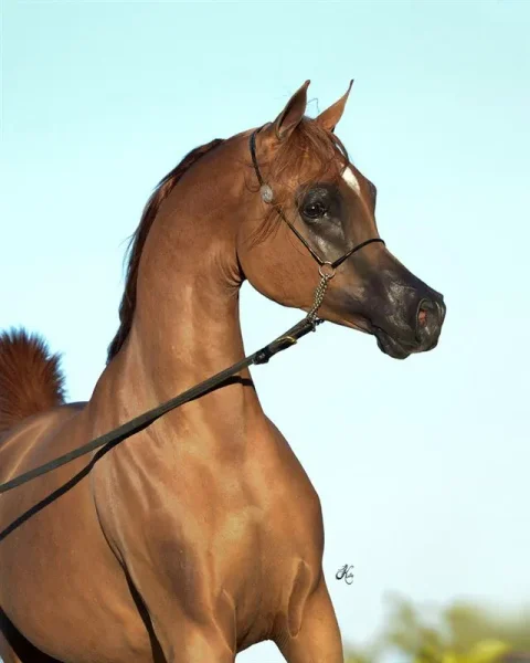 Titan AS El Nabila B × Om El Beladeena2012 Chestnut2014 Arabian Breeders World Cup Supreme BRONZE Junior Stallion with Sandro Pinha2013 Arabian Breeders World Cup Supreme BRONZE Yearling Colt with Sandro Pinha
