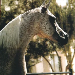 Najada