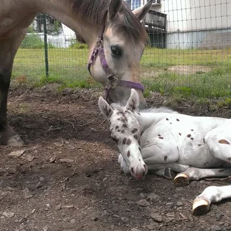 Momma Misty loves her first foal