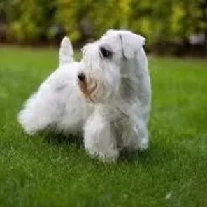 Sealyham Terrier