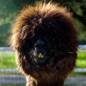 Alpaca History