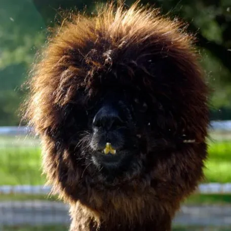 Alpaca History
