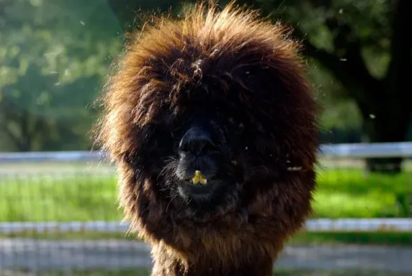 Alpaca History
