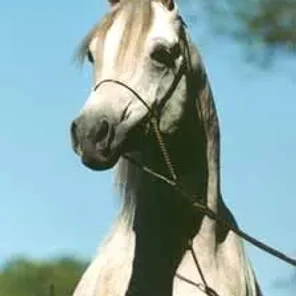 Ansata Sirius