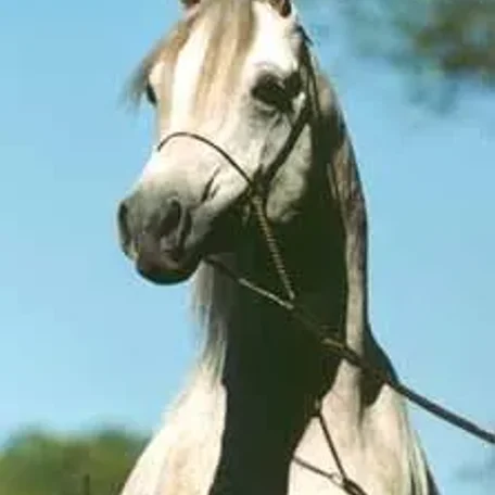 Ansata Sirius