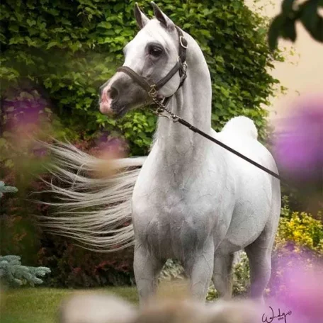 I'm a really be fan of this beautiful stallion and when I saw that Penny Lane Arabians had join Pedegru I wanted them to see how highly I thought of their stallion and create his profile for them!