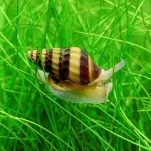 Misc Freshwater