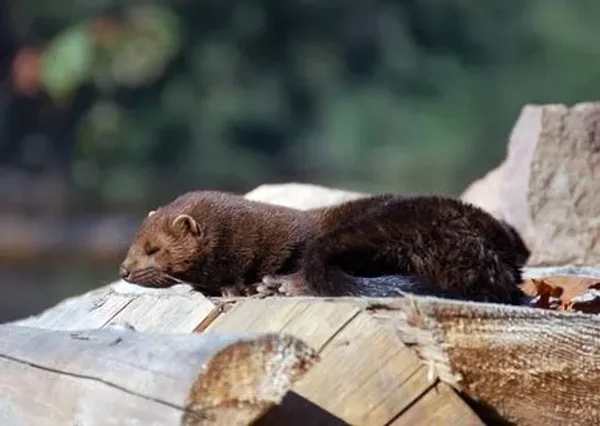 Mischievous Mink
