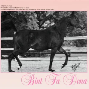 BINT FA DENA