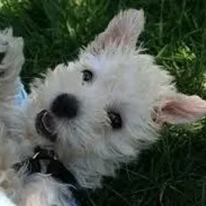 Westiepoo (Designer Dog)