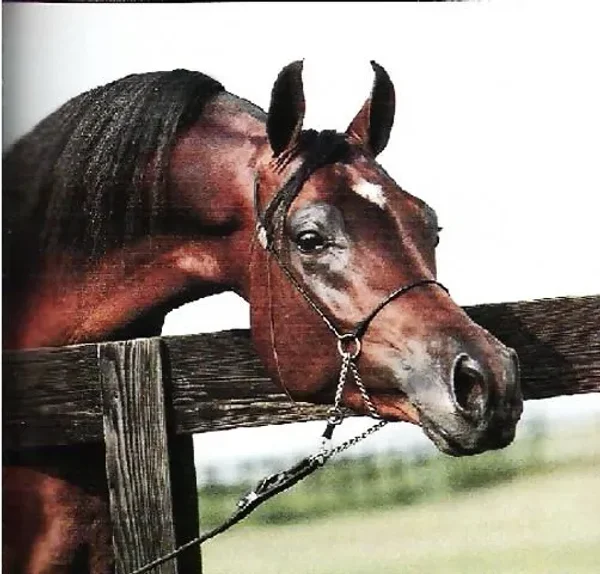 Encore Ali, sire of Donatello K