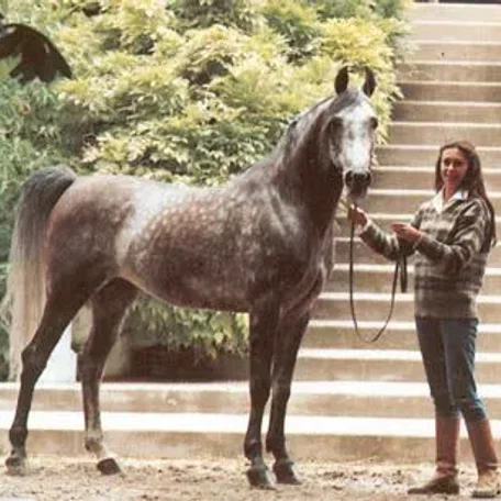 Mag ( Aswan x Magnolia )