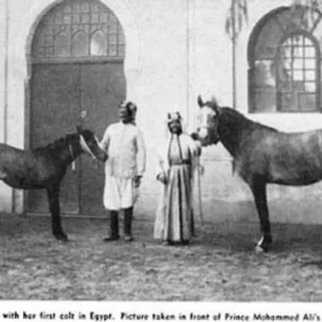 Negma 1910 Arabian Mare