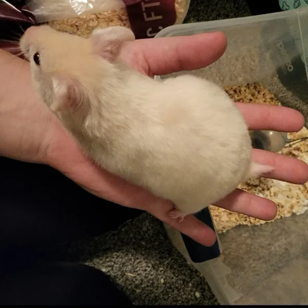 
          Strawberries and Cream
        