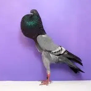 Brunner Pouter