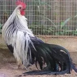 Ohiki Japanese Phoenix