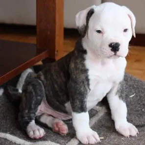 The American Bulldog - #4 Favorite Breed