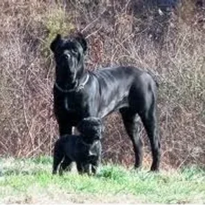 Dogo Sardesco
