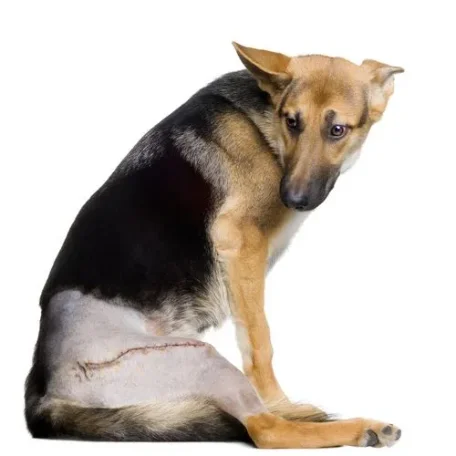 Hip Dysplasia in Dogs