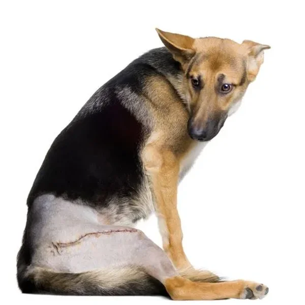 Hip Dysplasia in Dogs