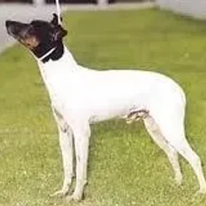 Japanese Terrier