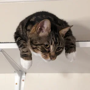 Just hanging out on the cat shelf.