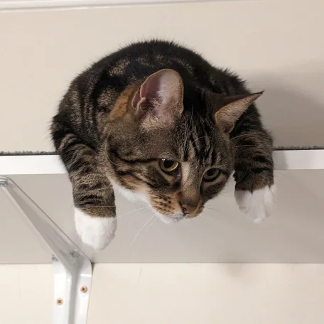 Just hanging out on the cat shelf.