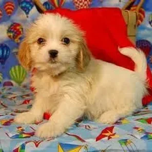 Lhasalier (Designer Dog)