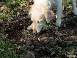 Animals enjoy Better Health eating Clay!