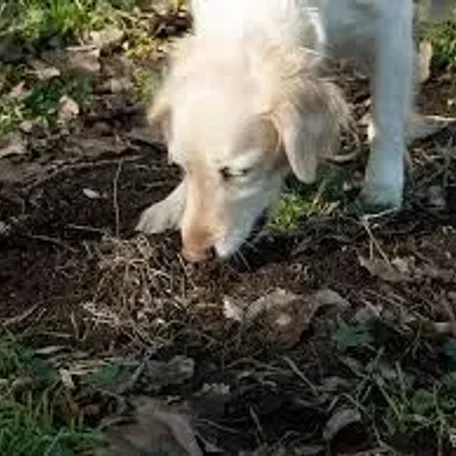 Animals enjoy Better Health eating Clay!