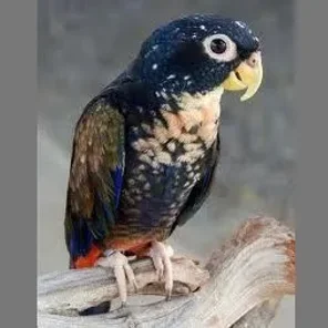 Dusky Pionus