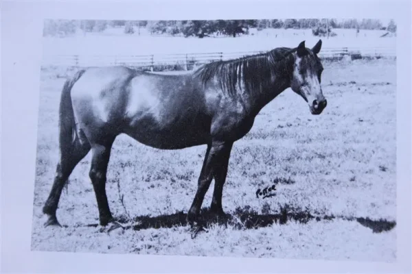 Razade (Raseyn x Sheherzade) bay mare, foaled May 17, 1942
bred by W.K. Kellogg Institute