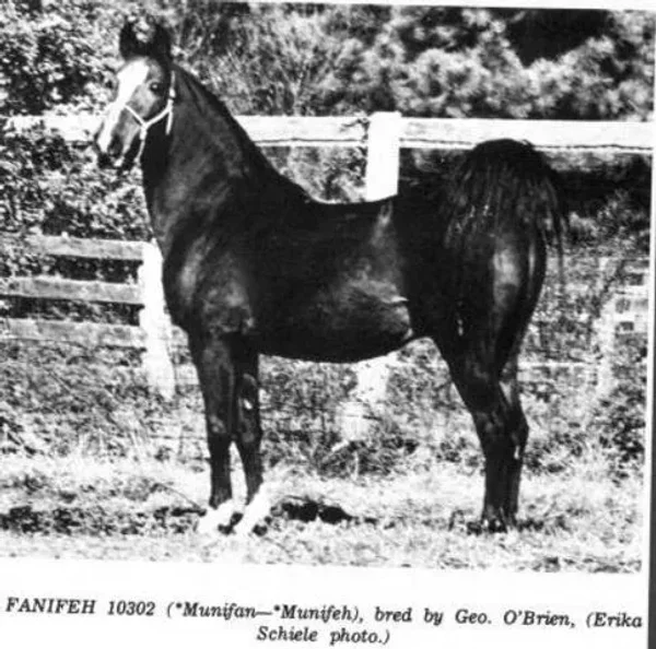 Fanifeh
