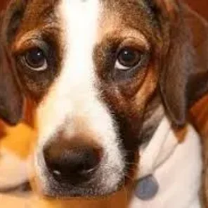Basston (Designer Dog)