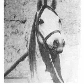 ALLASEYNA