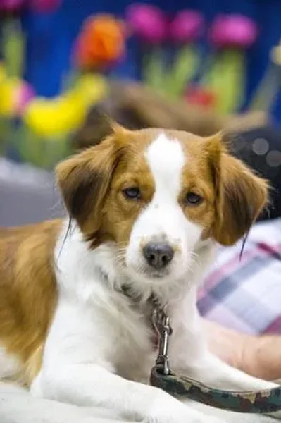 Xena at the Eukanuba 2014!