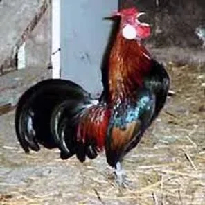 Ayam Pelung