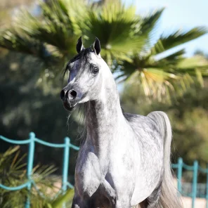 Sharif Al Zobair