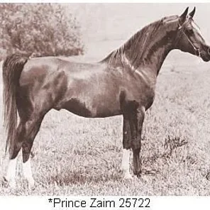 PRINCE ZAIM