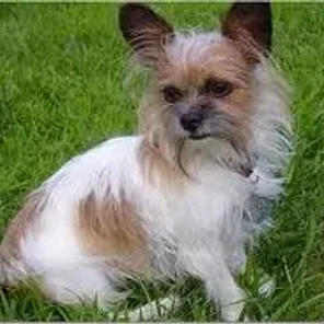 ShiChi (Designer Dog)