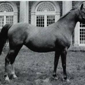 Risslina