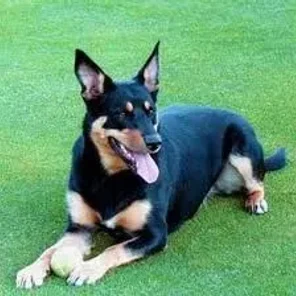 Australian Kelpie