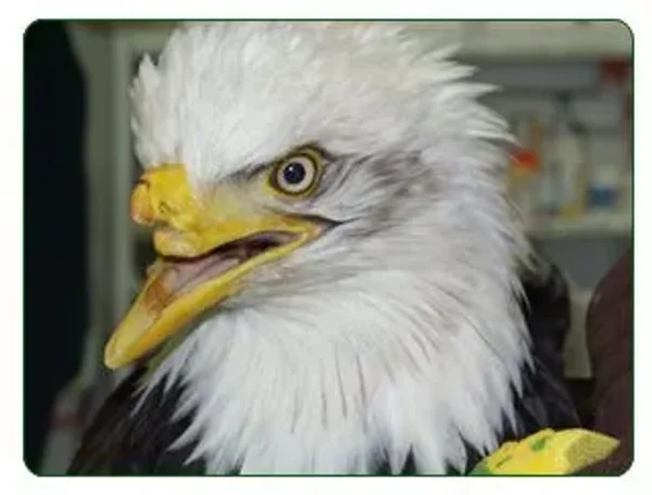 Beauty the bald eagle